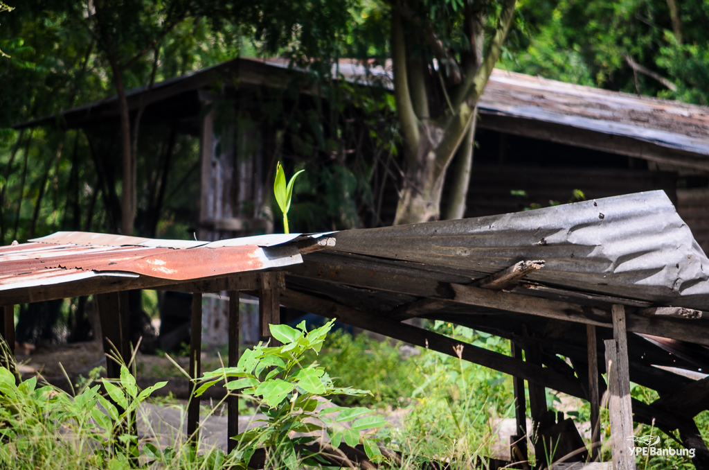 plant-on-roof-1.jpg