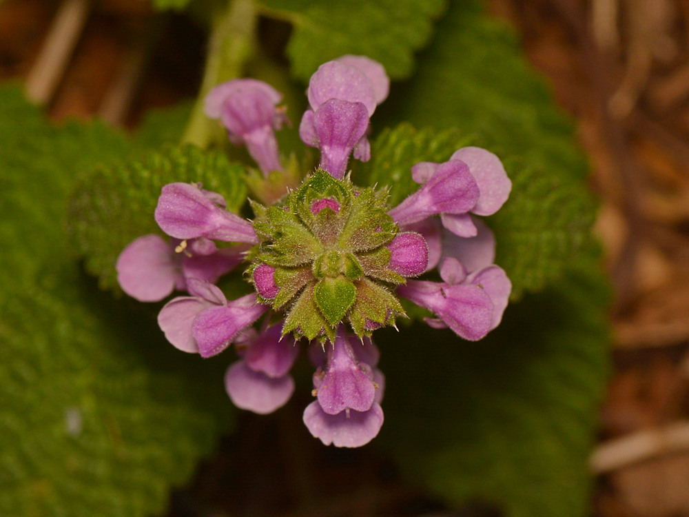 Plectranthus.jpg