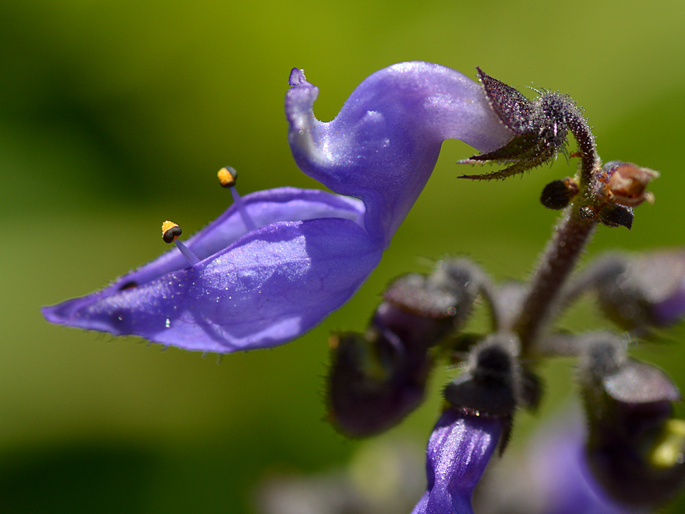 Plectranthus.jpg