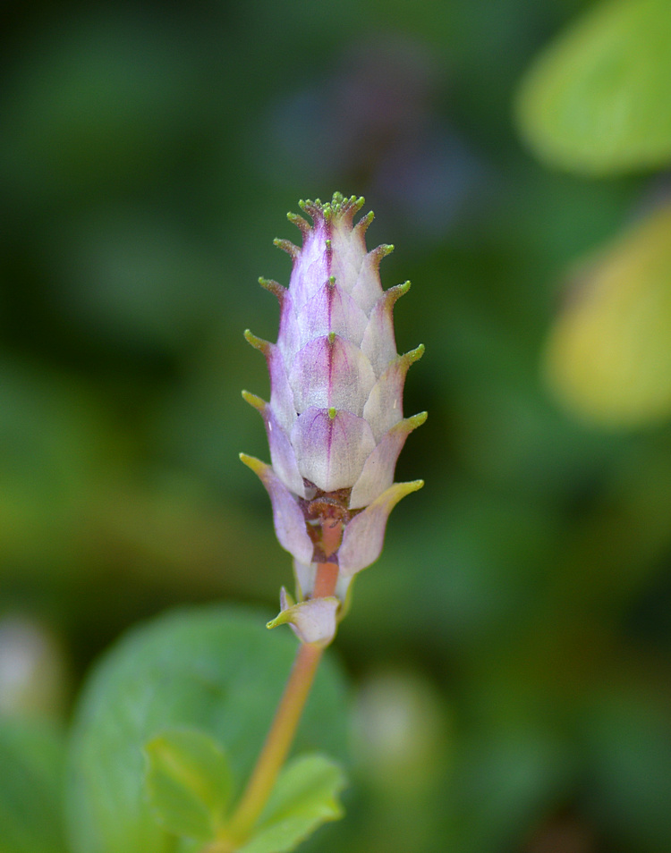 PlectrathusBud.jpg