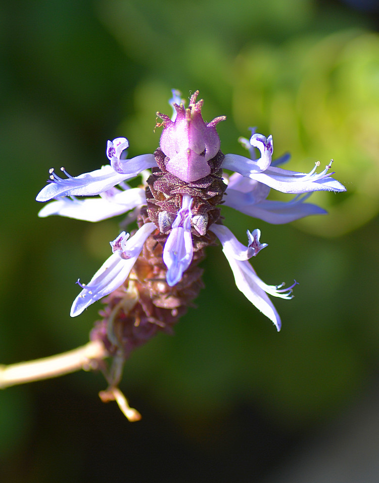 PlectrathusFlower.jpg