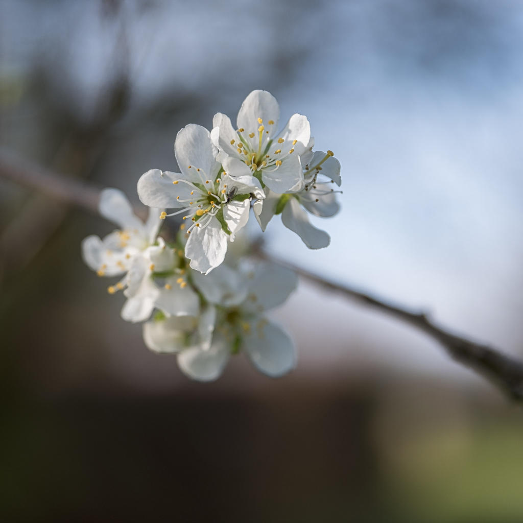 Plum Blossom-3.jpg