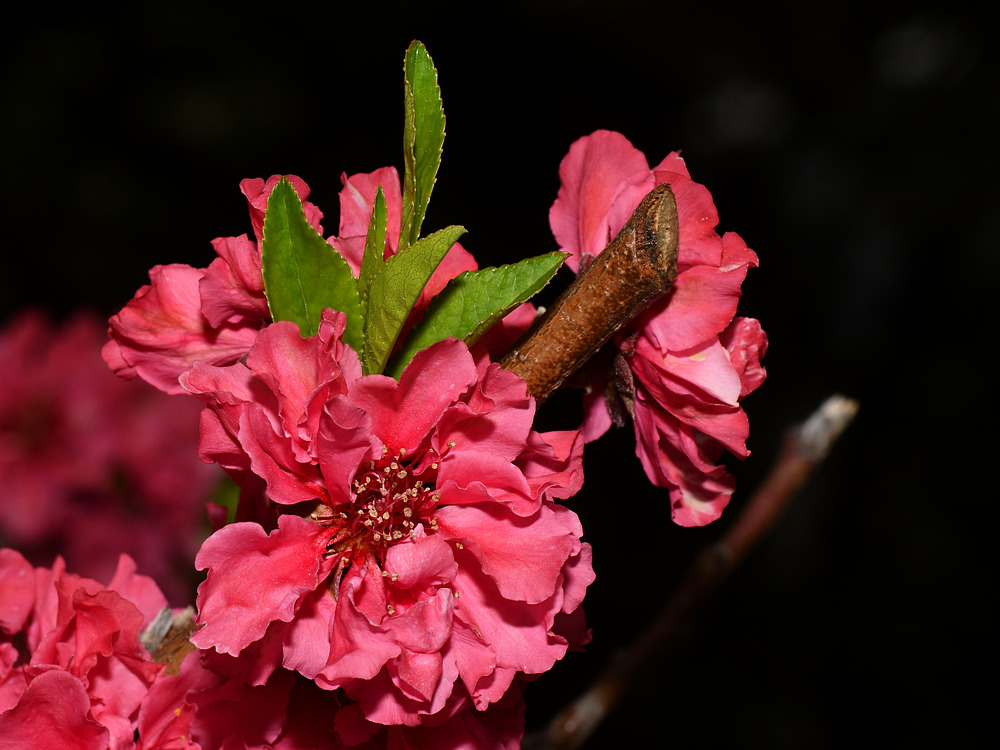 Plum.jpg