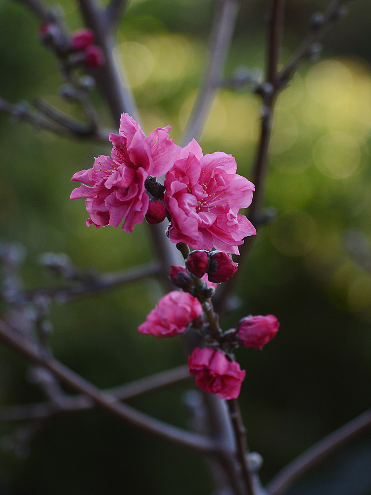 Plum.jpg