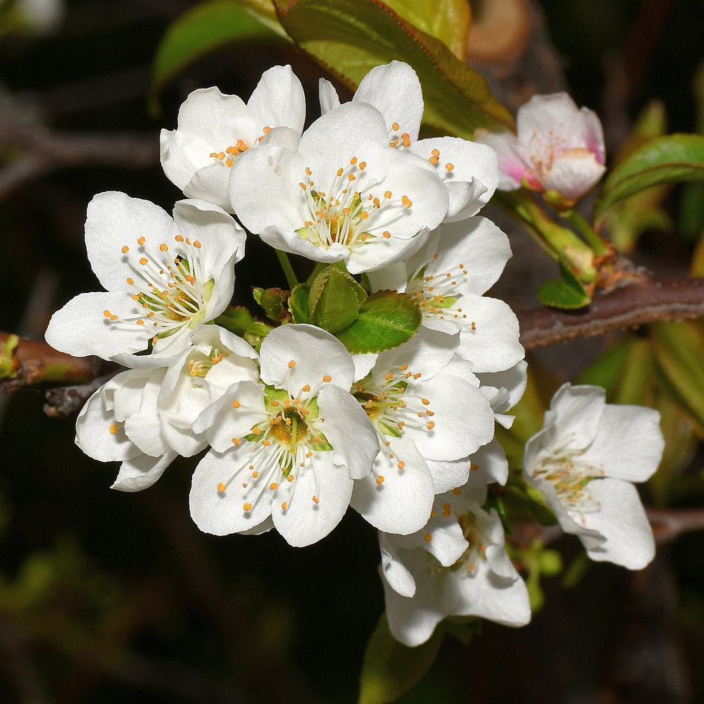 Plum2.jpg
