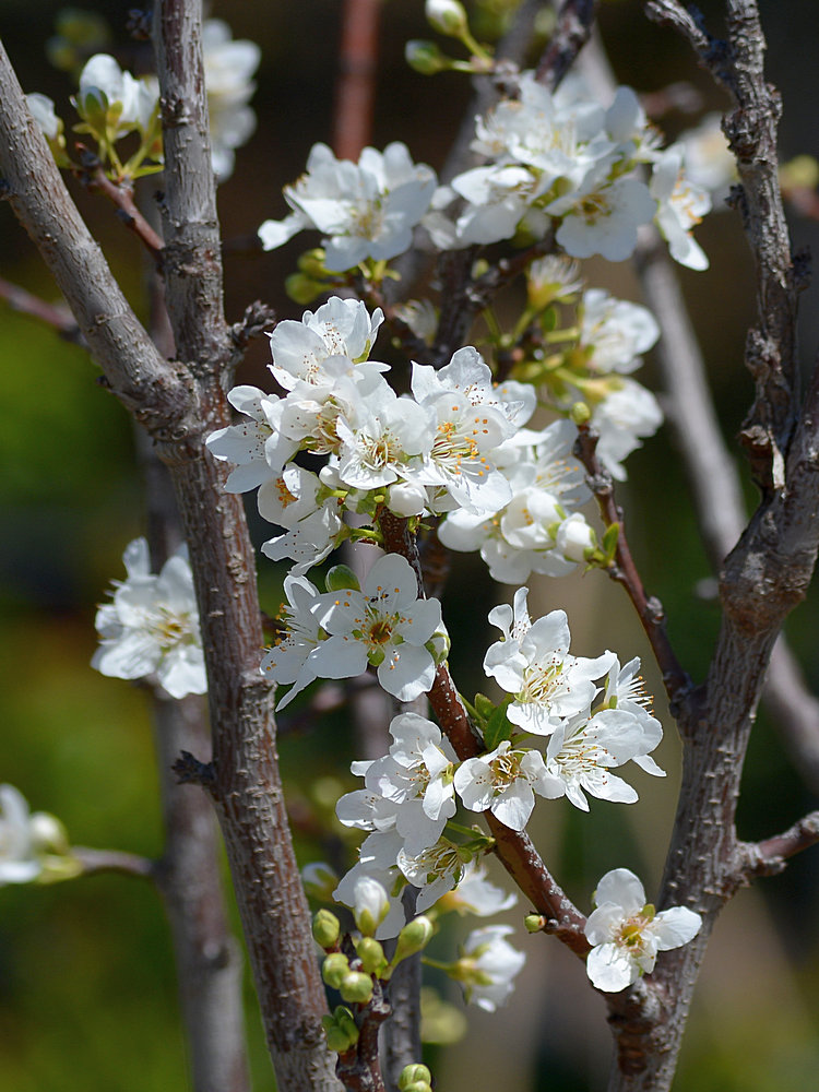 Plum2.jpg