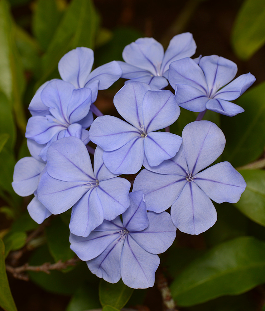 Plumbago.jpg