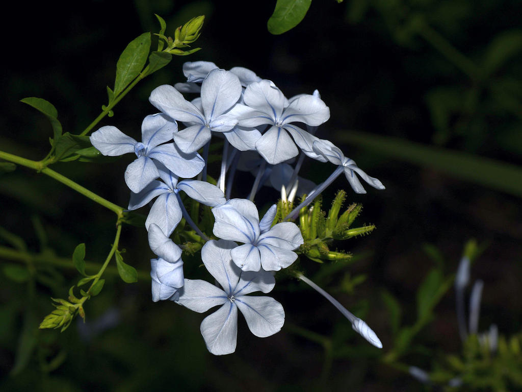 Plumbago.jpg