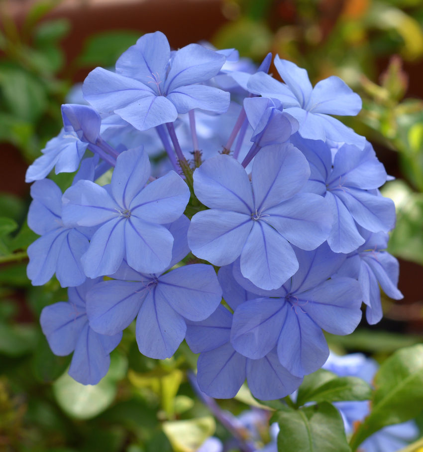 plumbago.jpg