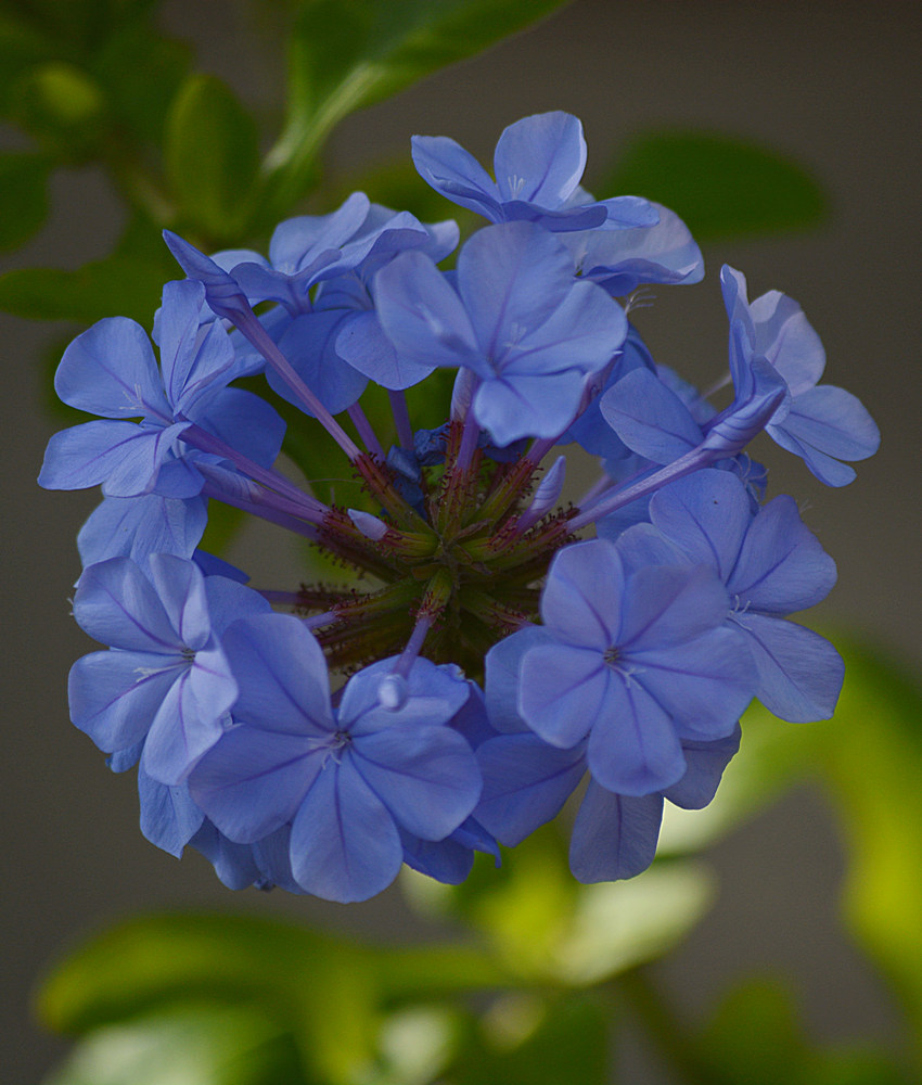 Plumbago.jpg