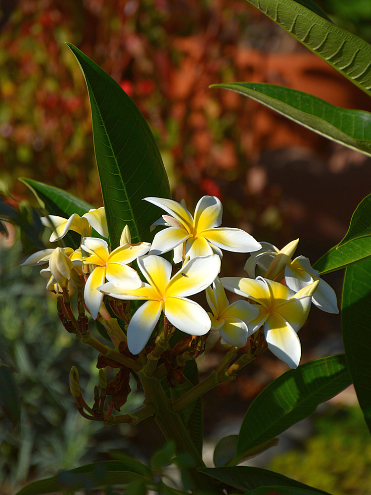 Plumeria.jpg
