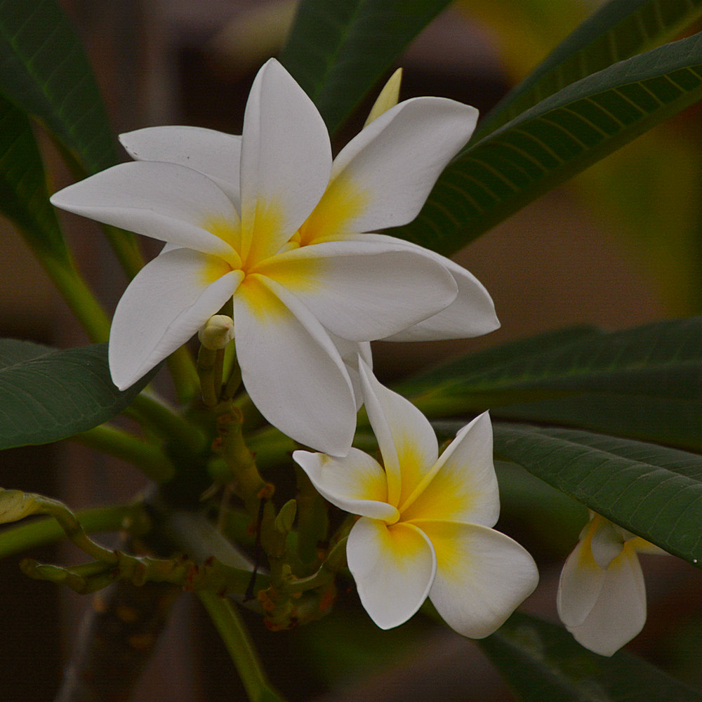 Plumeria.jpg