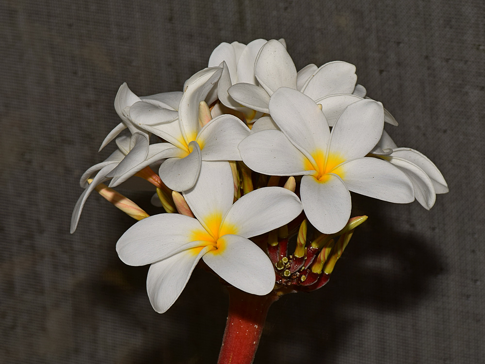 Plumeria.jpg