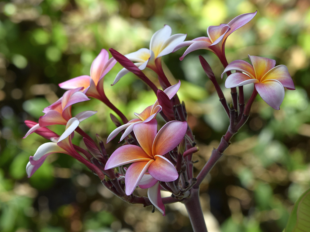 Plumeria.jpg