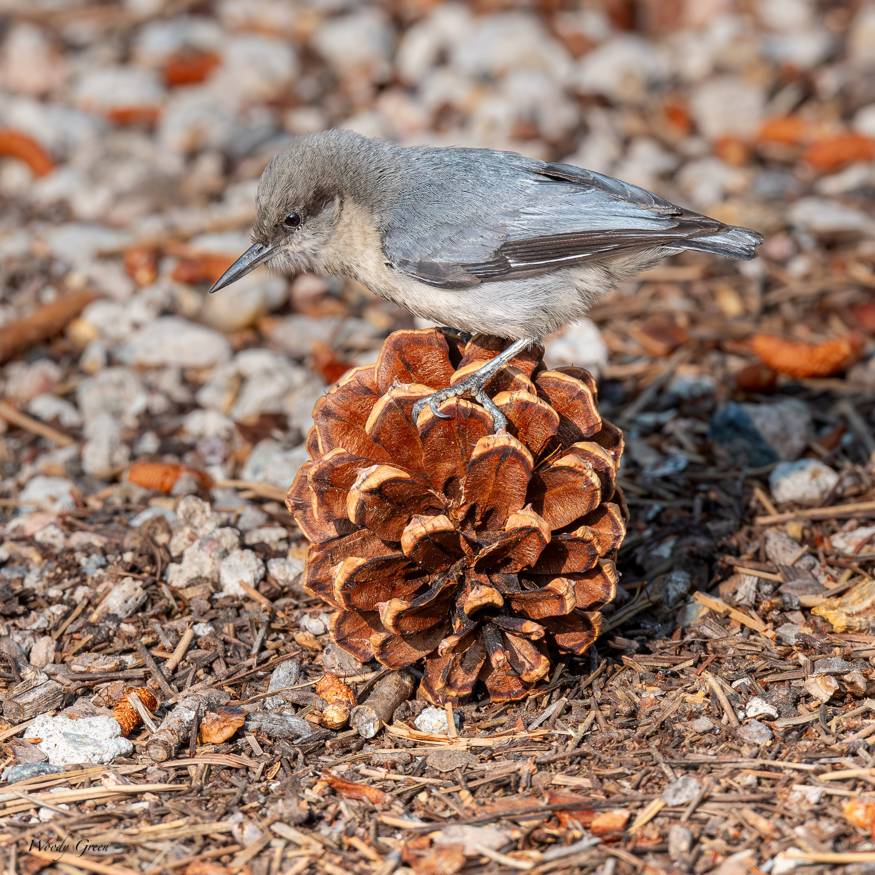 PNuthatchPinecone-64.jpg