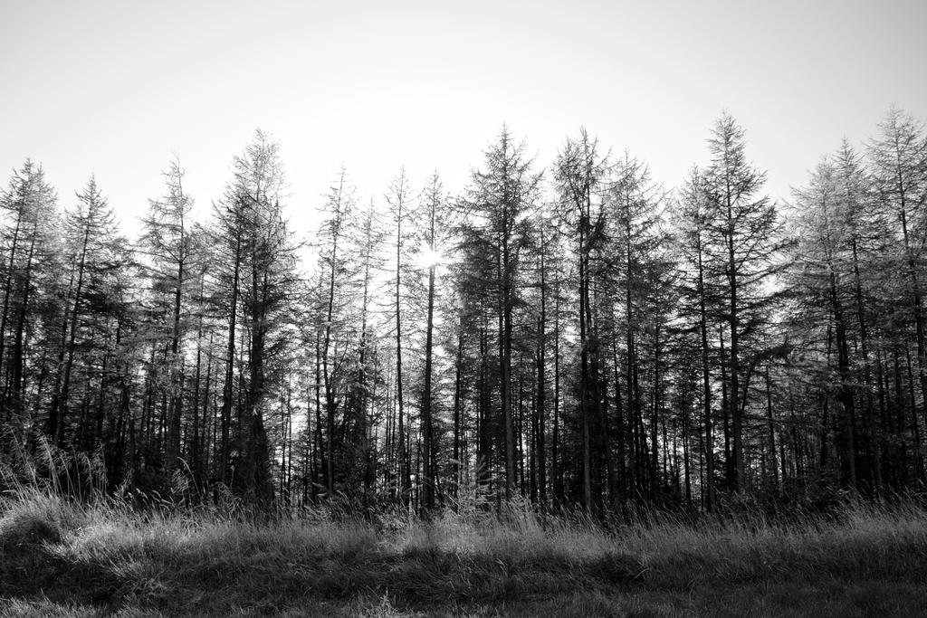 Woodland landscape