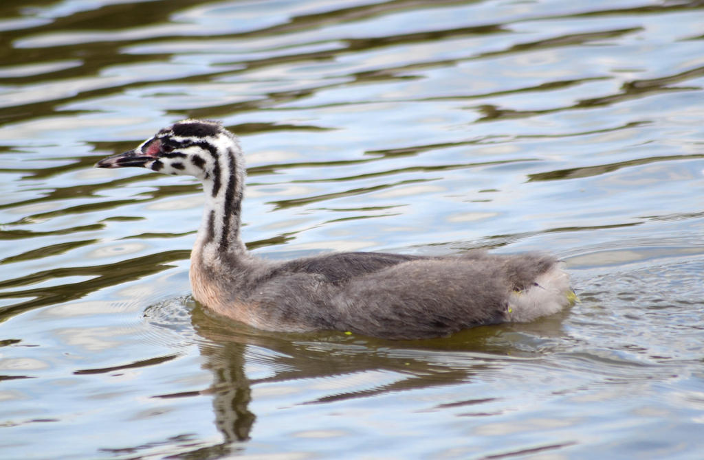 Podiceos cristatus juvenile 1.jpg