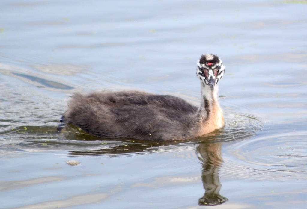 Podiceos cristatus juvenile 2.jpg