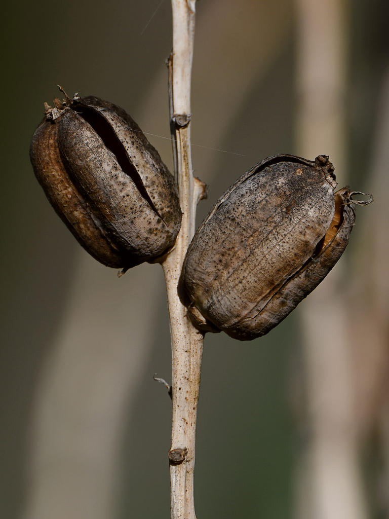 Pods.jpg