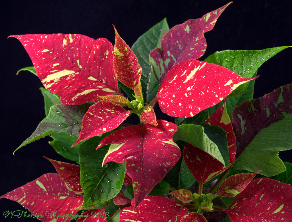 Poinsettia 11-18-2016.jpg