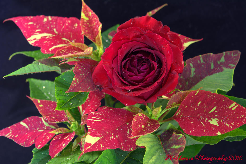 Poinsettia and Red Rose 11-18-2016.jpg