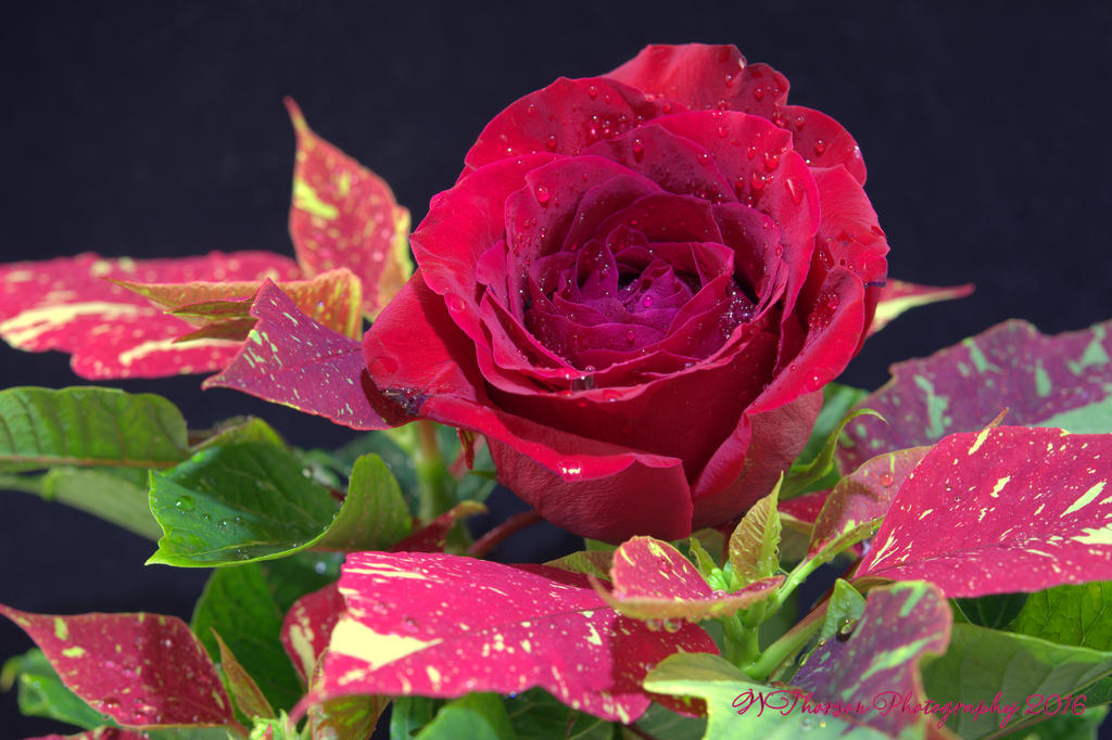 Poinsettia and Red Rose #2 11-18-2016.jpg