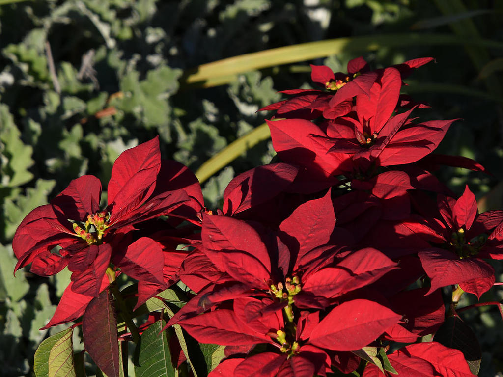 Poinsettia.jpg