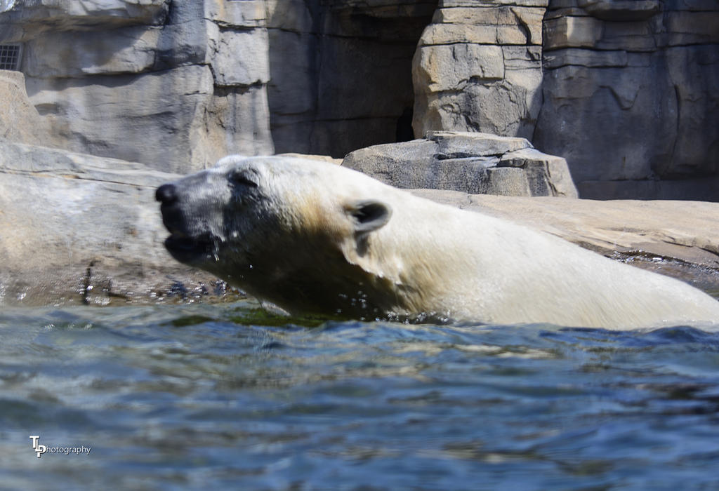 Polar Bear KC Zoo 2.jpg