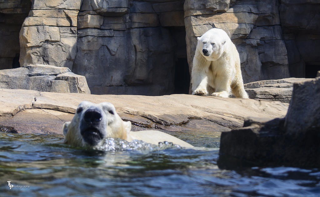 Polar Bear KC zoo.jpg