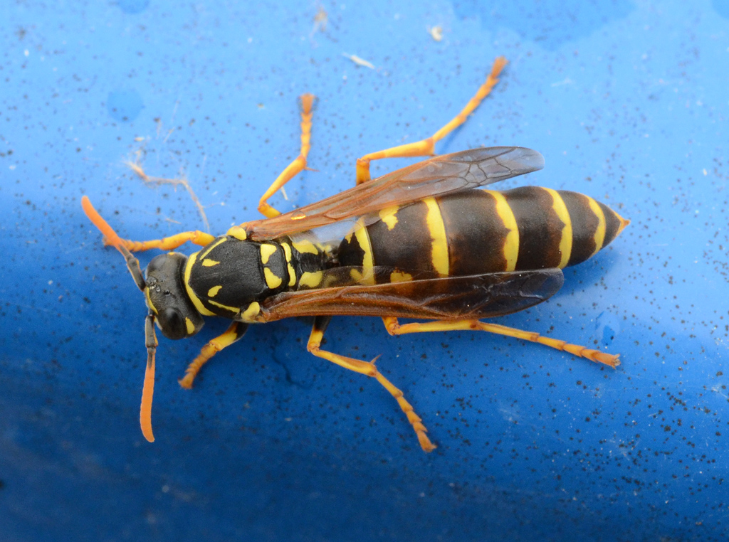 Polistes dominula 2.jpg