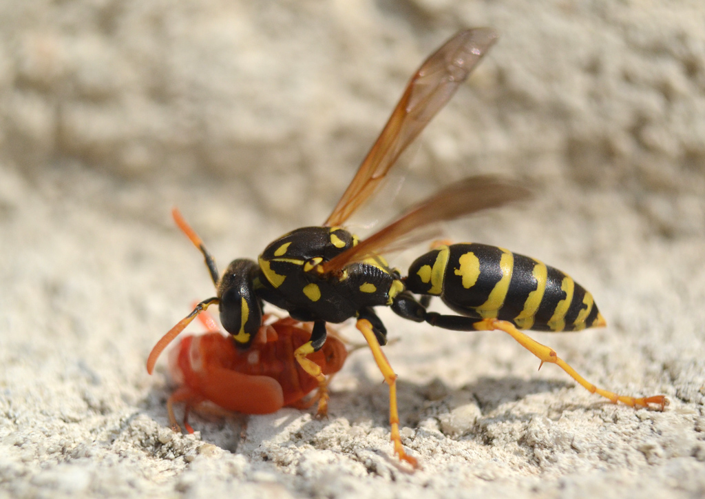 Polistes dominula 3.jpg
