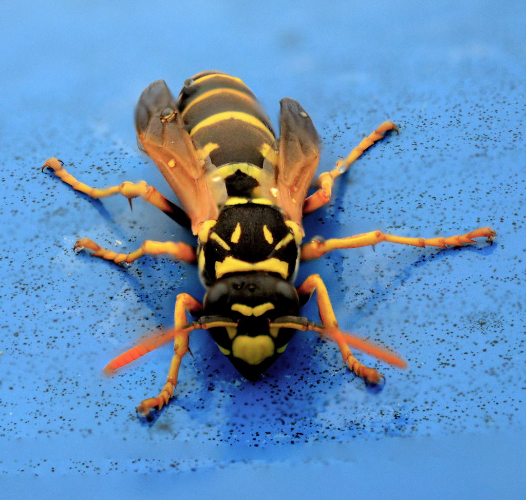 Polistes dominula - European paper wasp 1.jpg
