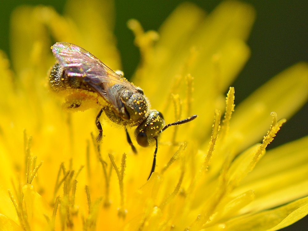 Pollen.jpg