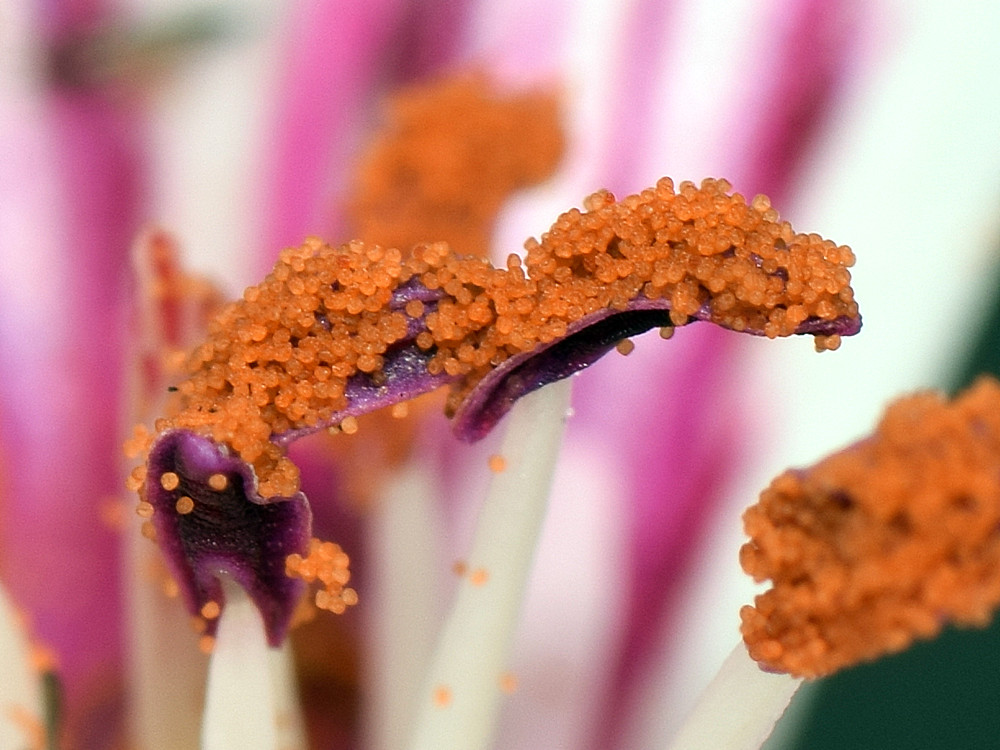Pollen2.jpg