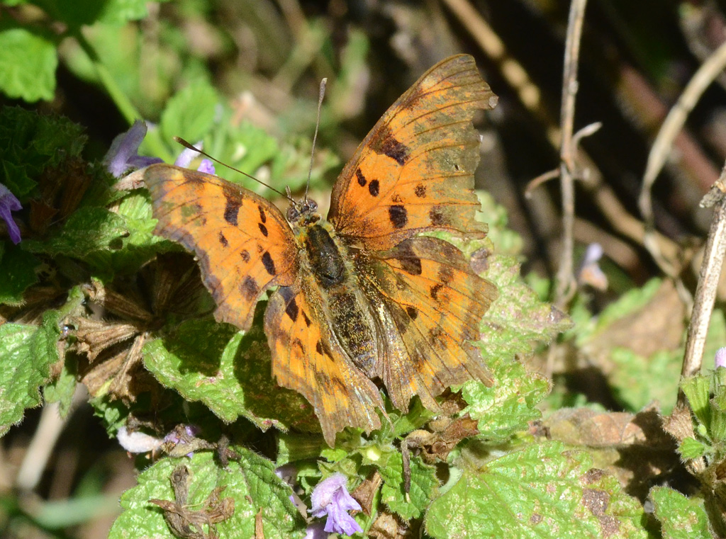 Polygonia c-album - Comma Butteryfly.jpg