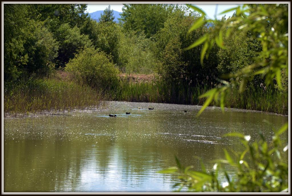 POND 018.jpg