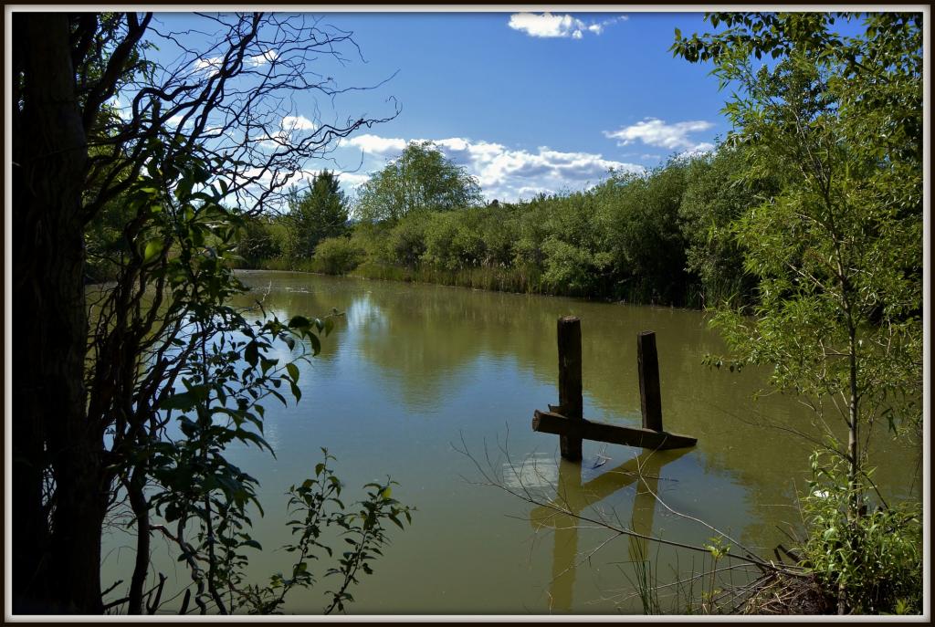 POND 019.jpg