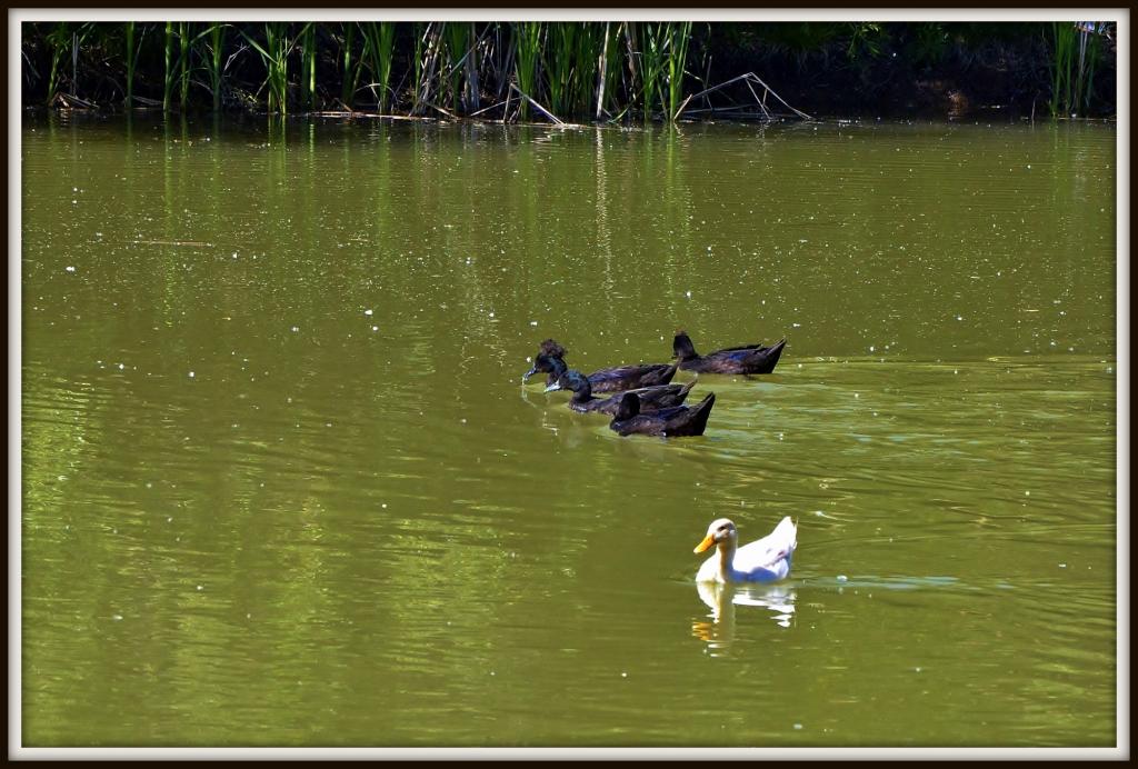 POND 043.jpg