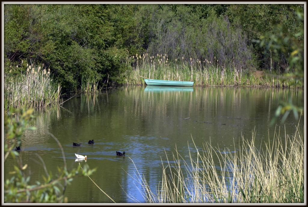 POND 060.jpg
