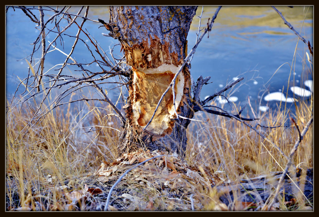 POND 133.jpg