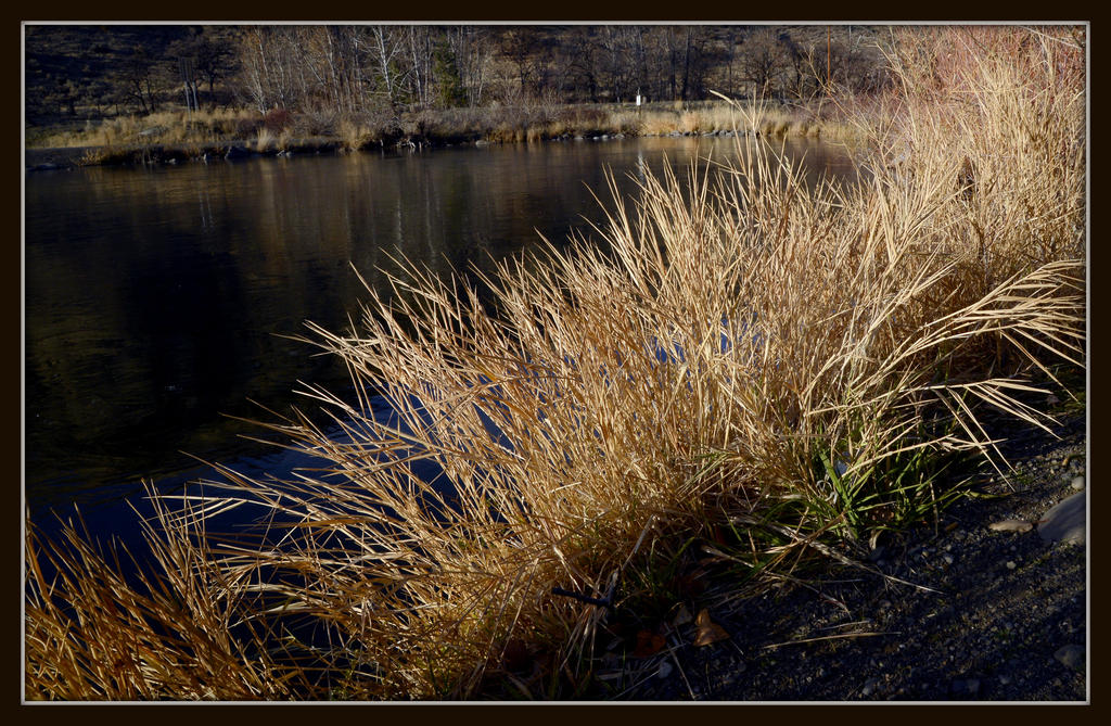 POND 141.jpg