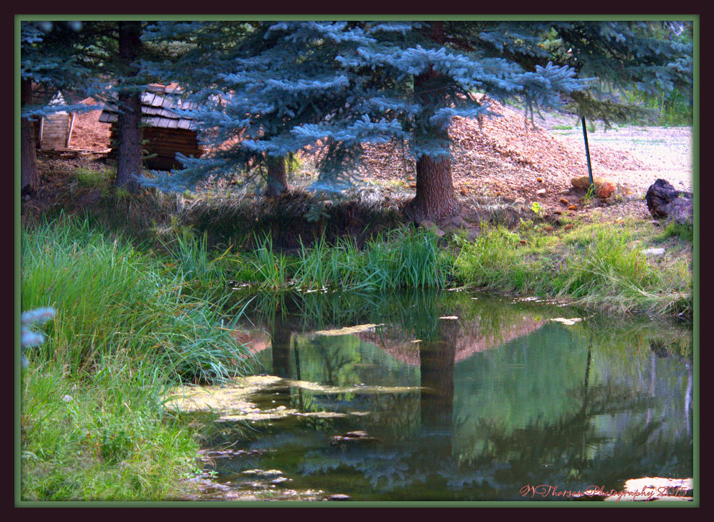 Pond at top of Mountain in SF.jpg