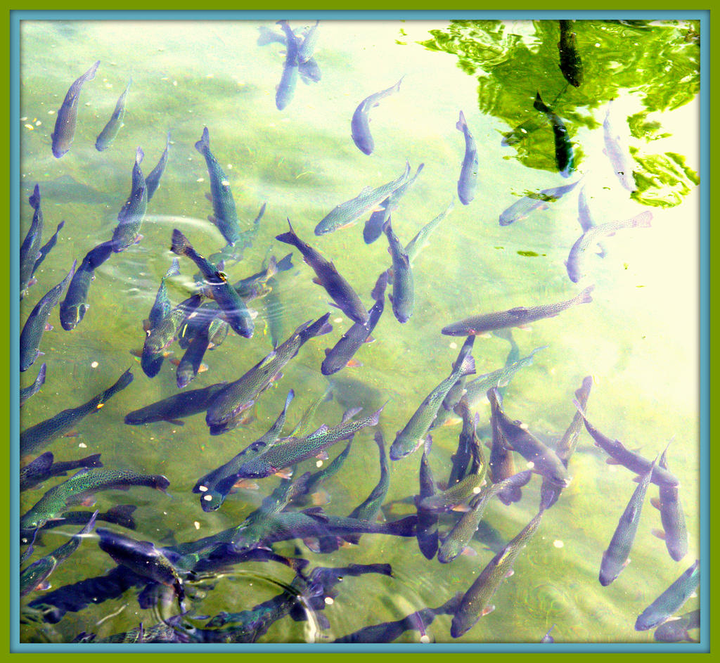 Pond full of Fish.jpg