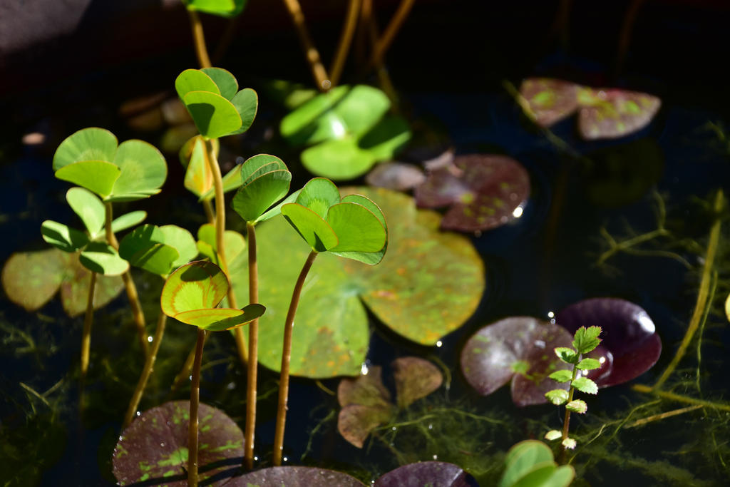 Pond life.jpg