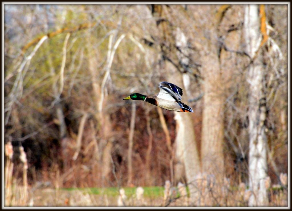 pond time 039.jpg