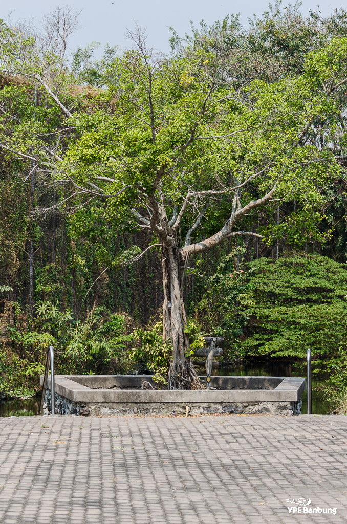 pond-ype-1.jpg