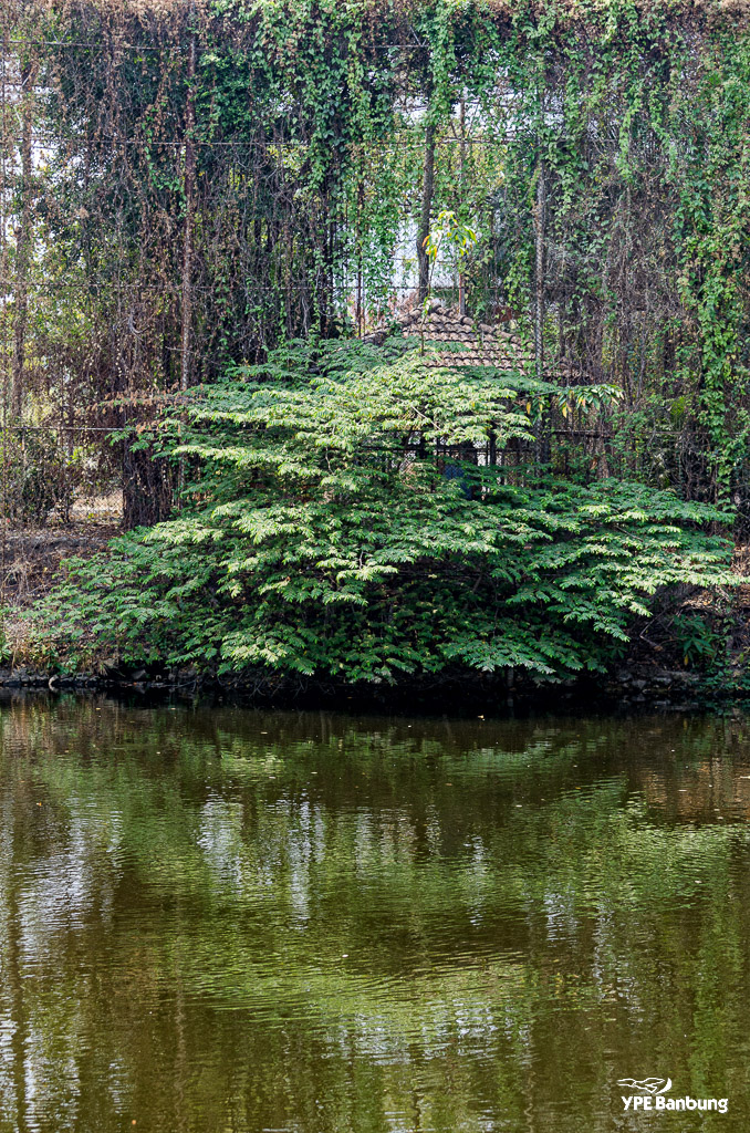 pond-ype-2.jpg
