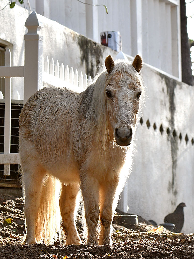 Pony.jpg