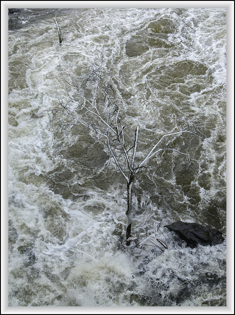 Poor tree.jpg