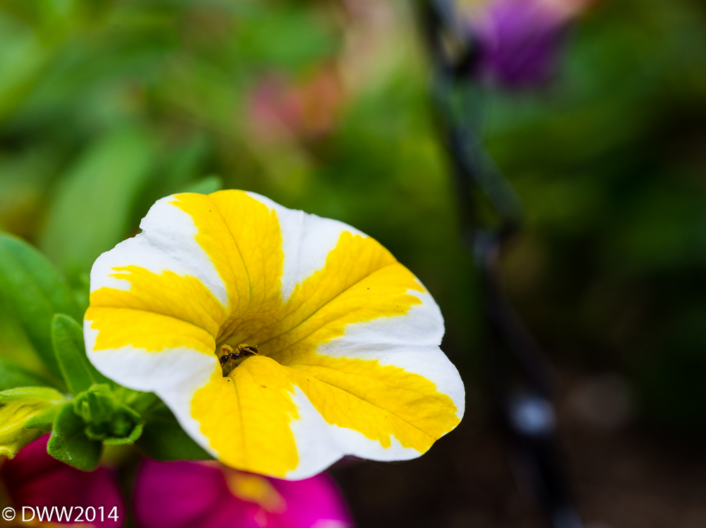 Pop of Color2 (1 of 1).jpg